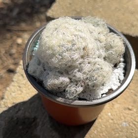 Photo of the plant species Peruvian Old Lady Cactus by @DynamicMango68 named Harry on Greg, the plant care app