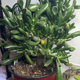 Photo of the plant species Hobbit Jade by @DynamicMango68 named Marley on Greg, the plant care app