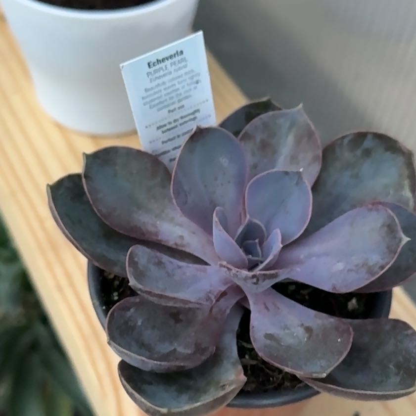 Photo of the plant species Purple Pearl by @DynamicMango68 named Lavender on Greg, the plant care app