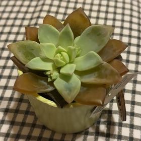Photo of the plant species Peperomia persuculenta by @CasualComet48 named D+A on Greg, the plant care app