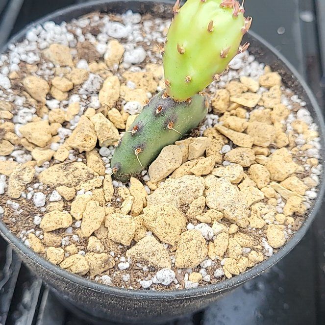 Photo of the plant species Santa Rita Prickly Pear 'Album' by @WinCliantro17 named Khaleesi on Greg, the plant care app