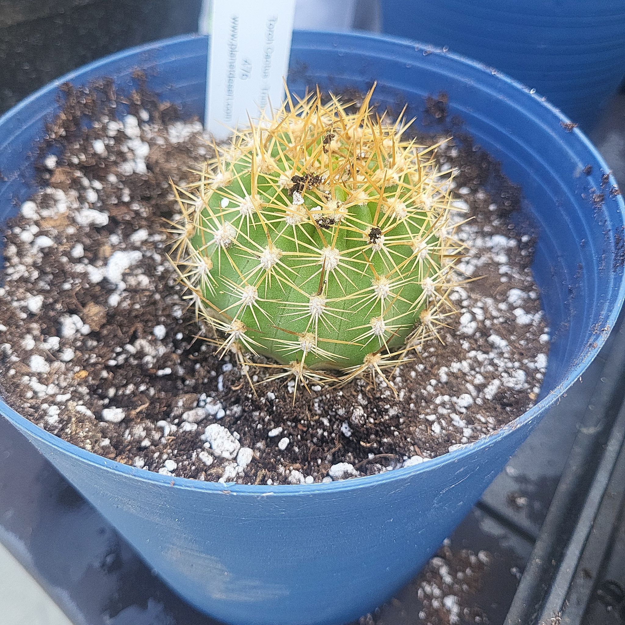 Photo of the plant species Torch Cactus by @WinCliantro17 named Zeus on Greg, the plant care app