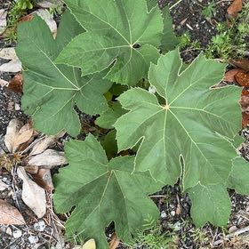 Photo of the plant species Chinese Rice-Paper Plant by @BigEspostoa86 named Lola on Greg, the plant care app