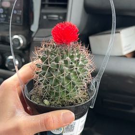 Photo of the plant species Mammillaria Polythele by @CertainGlueseed named Terra on Greg, the plant care app