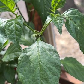 Photo of the plant species Carolina Reaper by @AceSapote80 named Mando on Greg, the plant care app