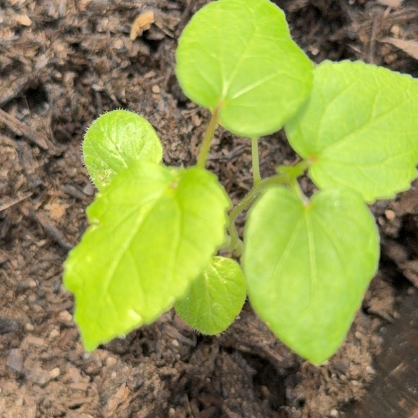 Photo of the plant species Abelmoschus Esculentus by @AceSapote80 named Austen on Greg, the plant care app