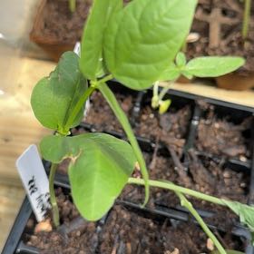 Photo of the plant species Top Pick Purple Hull Pea by @AceSapote80 named Marley on Greg, the plant care app