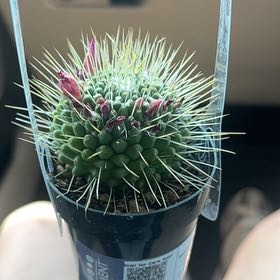 Photo of the plant species Mammillaria spinosissima f. rubrispina by @VehementKawaka named Mariposa 🧚🏽‍♀️ on Greg, the plant care app