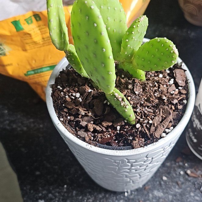 Photo of the plant species Mona Lisa by @YokeMint89 named Doja Cat on Greg, the plant care app