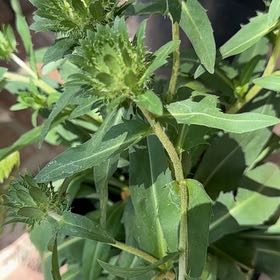 Photo of the plant species Stokes' Aster by @PromptCacto15 named Daphne on Greg, the plant care app