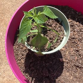 Photo of the plant species Jalapeno Gigante Pepper by @RewardingWorm88 named Jose Jalapeño on Greg, the plant care app