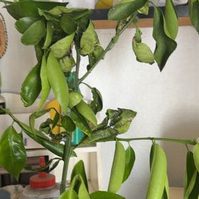 Photo of the plant species Lucky Bean Tree by @FabRamsons37 named Sproutacus on Greg, the plant care app