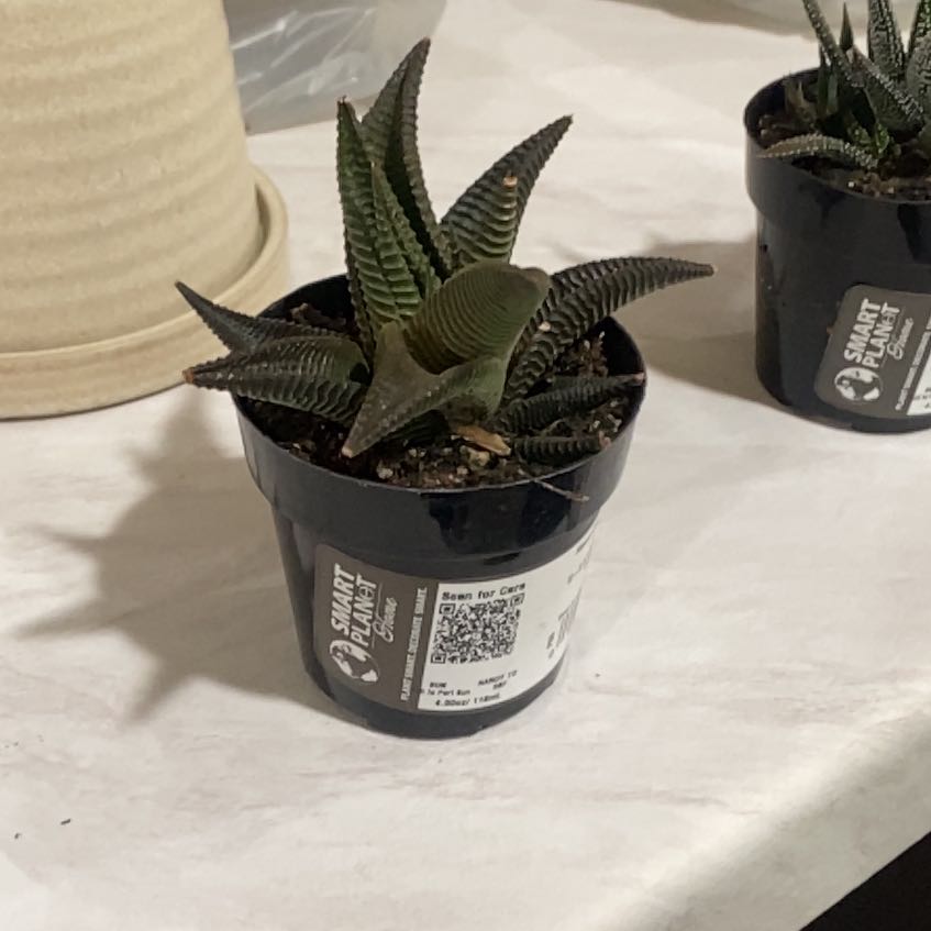 Photo of the plant species haworthia by @OpulentPepino98 named Twister on Greg, the plant care app