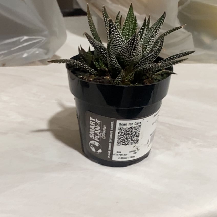 Photo of the plant species Haworthia attenuata 'Concolor' by @OpulentPepino98 named Snowy on Greg, the plant care app