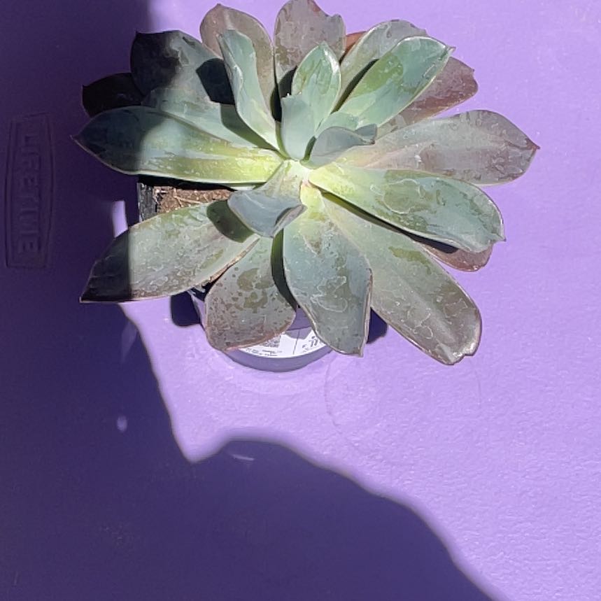 Photo of the plant species Echeveria 'Blue Prince' by @HandyCoralpea11 named Treeyoncé on Greg, the plant care app
