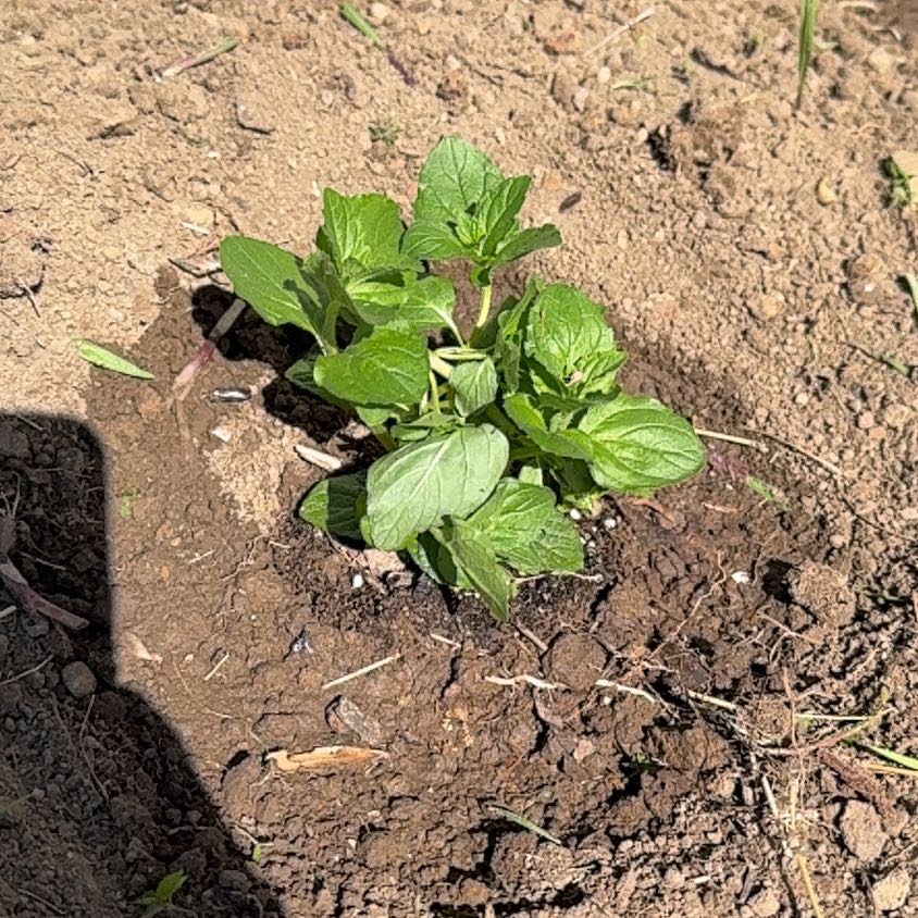 Photo of the plant species Kentucky Colonel Mint by @PerkyJicaro70 named Larry on Greg, the plant care app