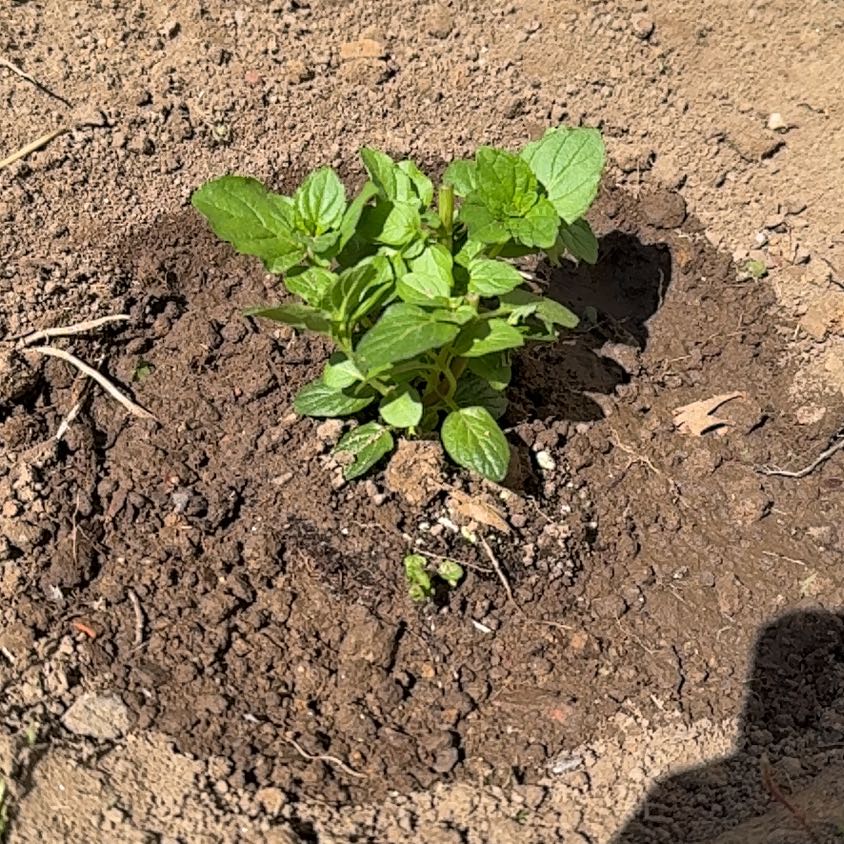 Photo of the plant species Kentucky Colonel Mint by @PerkyJicaro70 named Bruno on Greg, the plant care app