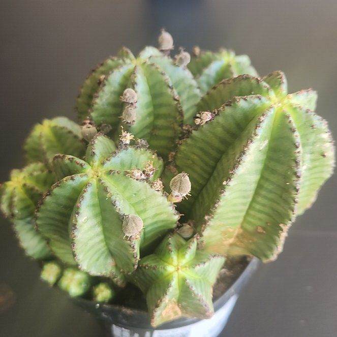 Photo of the plant species Succulent by @PoshKaro38 named Sage on Greg, the plant care app