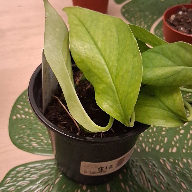 Photo of the plant species baltic blue pothos by @UberMexico38 named Nithin on Greg, the plant care app