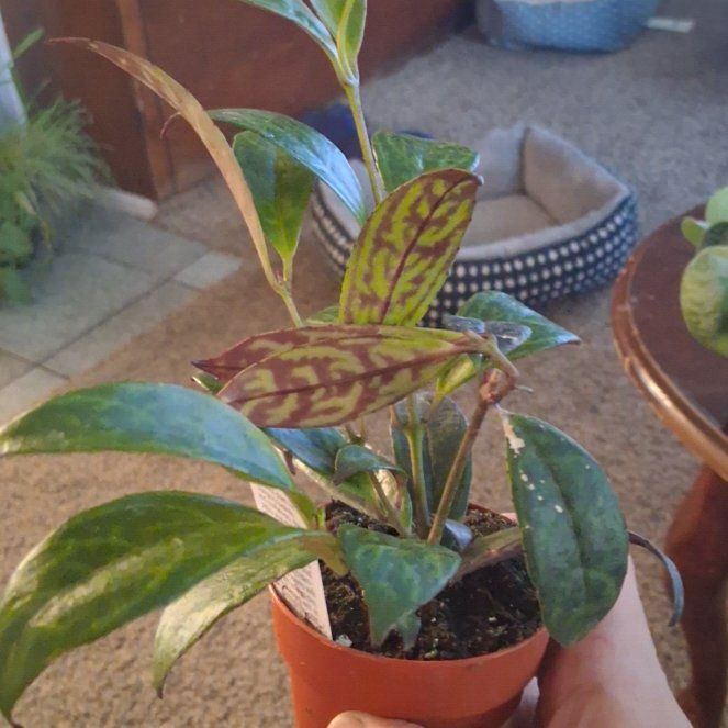 Photo of the plant species Lipstick Plant by @UberMexico38 named Treeyoncé on Greg, the plant care app