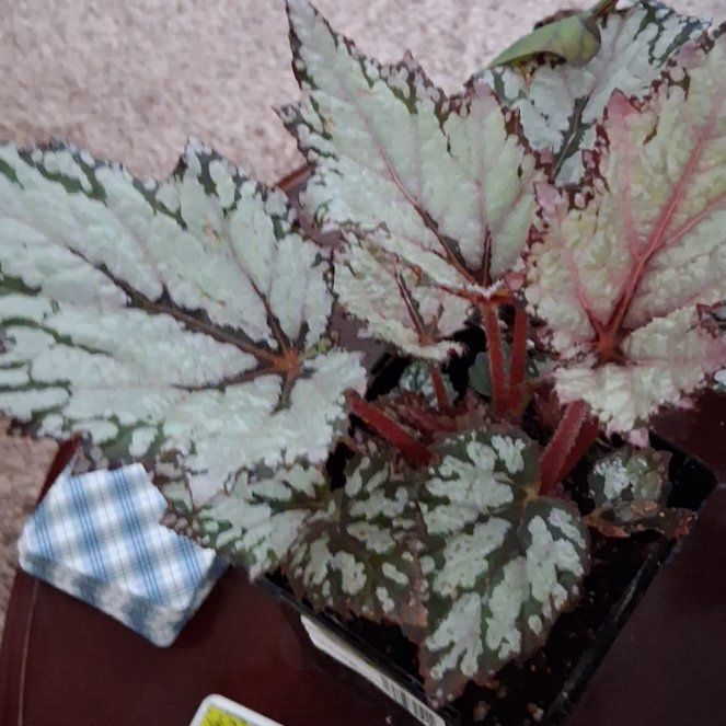 Photo of the plant species Festive Paisley Silver Begonia by @UberMexico38 named Figyonce on Greg, the plant care app