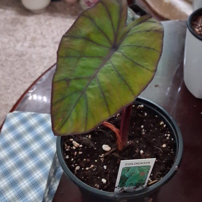 Photo of the plant species Colocasia 'Blue Hawaii' by @UberMexico38 named Lola on Greg, the plant care app