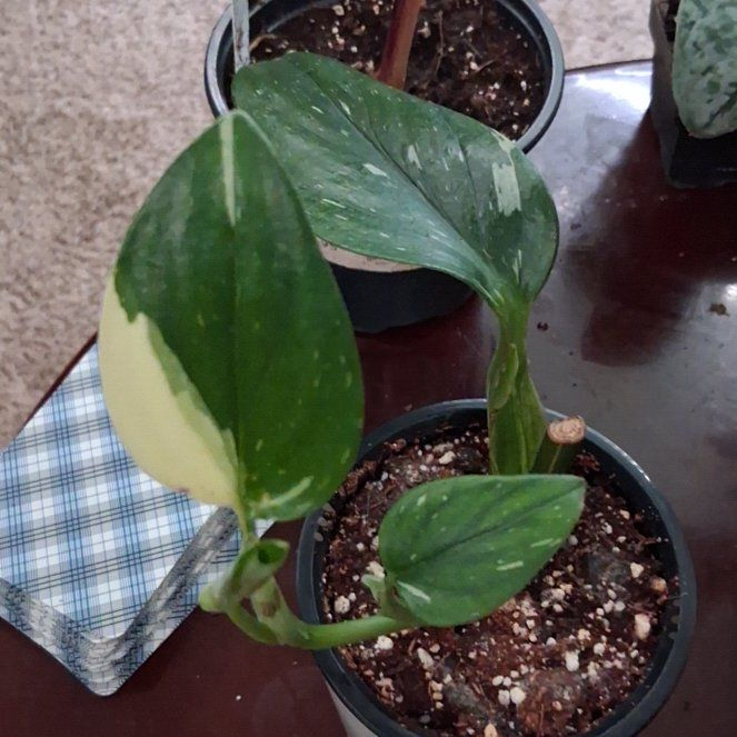 Photo of the plant species White Knight Philodendron by @UberMexico38 named ChloroPhil on Greg, the plant care app