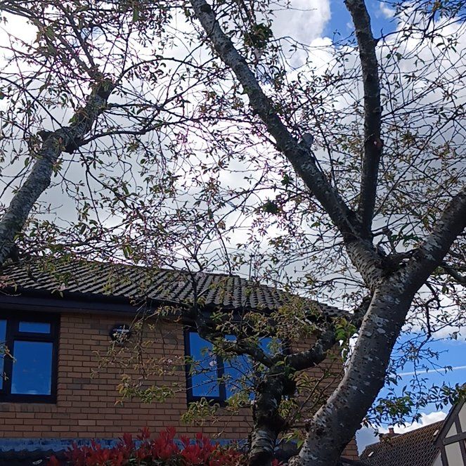 Photo of the plant species Brush Cherry by @KnightlyOrchid named Sahara on Greg, the plant care app