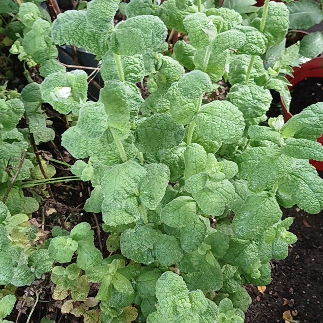 Photo of the plant species Mentha Suaveolens by @KnightlyOrchid named Kesha on Greg, the plant care app