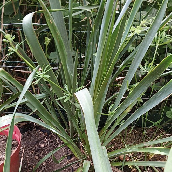 Photo of the plant species Adam's Needle by @KnightlyOrchid named Oscar on Greg, the plant care app
