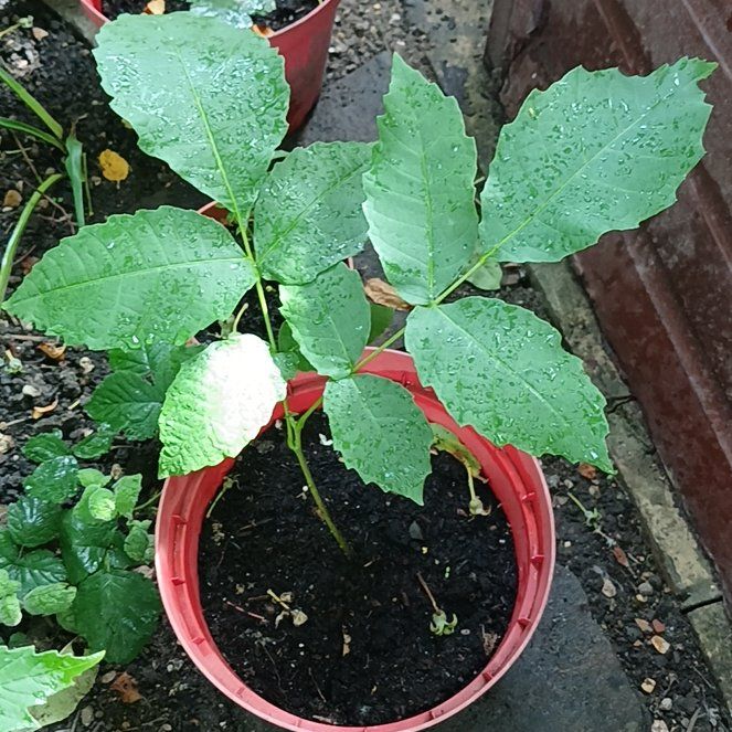 Photo of the plant species Persian Walnut by @KnightlyOrchid named Athena on Greg, the plant care app