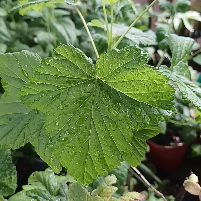 Photo of the plant species Black Currant by @KnightlyOrchid named Bigleef Smalls on Greg, the plant care app