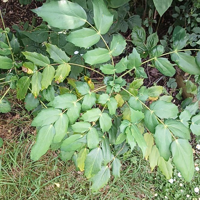 Photo of the plant species Beale's Mahonia by @KnightlyOrchid named McKinley on Greg, the plant care app