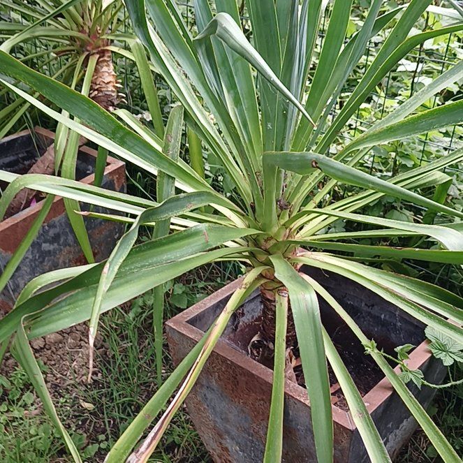 Photo of the plant species Adam's Needle by @KnightlyOrchid named da Vinci on Greg, the plant care app