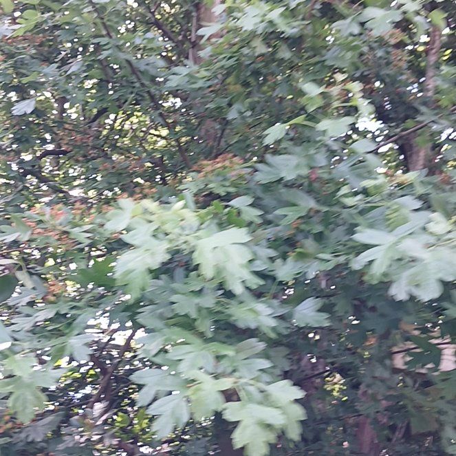 Photo of the plant species Hedge Maple by @KnightlyOrchid named Shakira on Greg, the plant care app