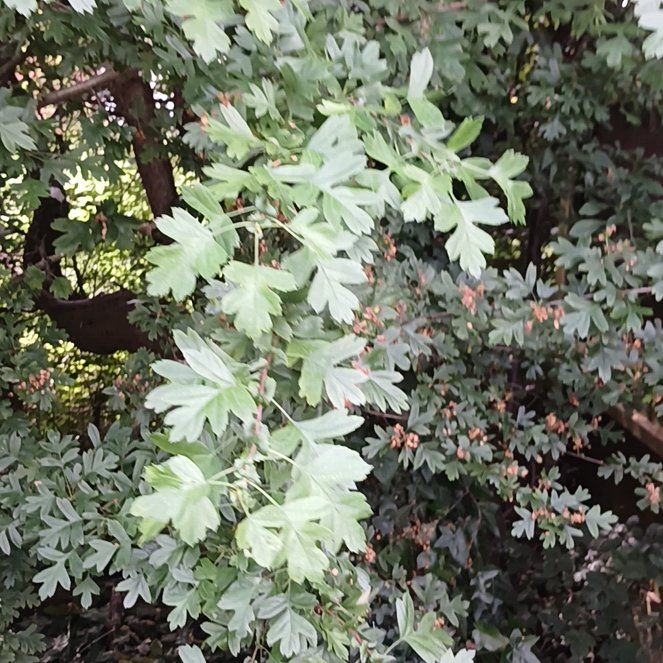 Photo of the plant species Crataegus Monogyna by @KnightlyOrchid named Rosa on Greg, the plant care app