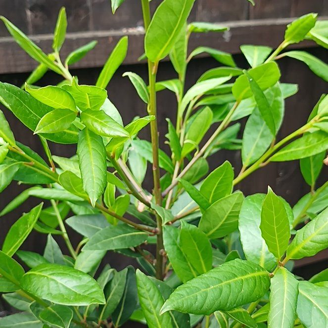 Photo of the plant species Sweet Bay by @KnightlyOrchid named Marilyn on Greg, the plant care app