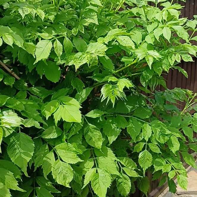Photo of the plant species Hummingbird Vine by @KnightlyOrchid named Curie on Greg, the plant care app