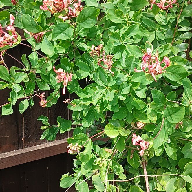 Photo of the plant species Etruscan Honeysuckle by @KnightlyOrchid named Coco on Greg, the plant care app