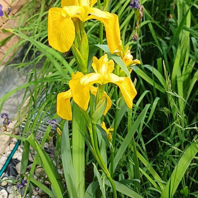 Photo of the plant species Yellow Iris by @KnightlyOrchid named Plato on Greg, the plant care app