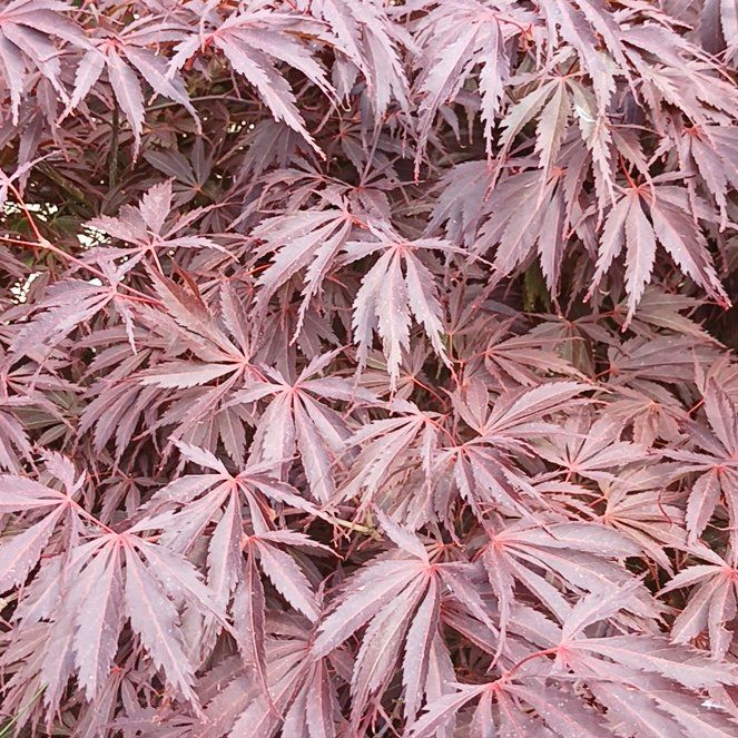 Photo of the plant species Acer Palmatum by @KnightlyOrchid named Elina on Greg, the plant care app