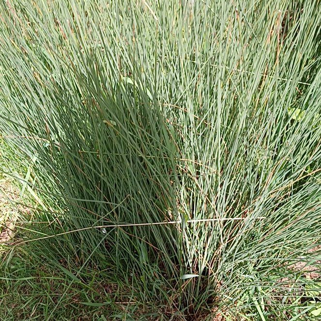 Photo of the plant species Spreading Rush by @KnightlyOrchid named Stella on Greg, the plant care app