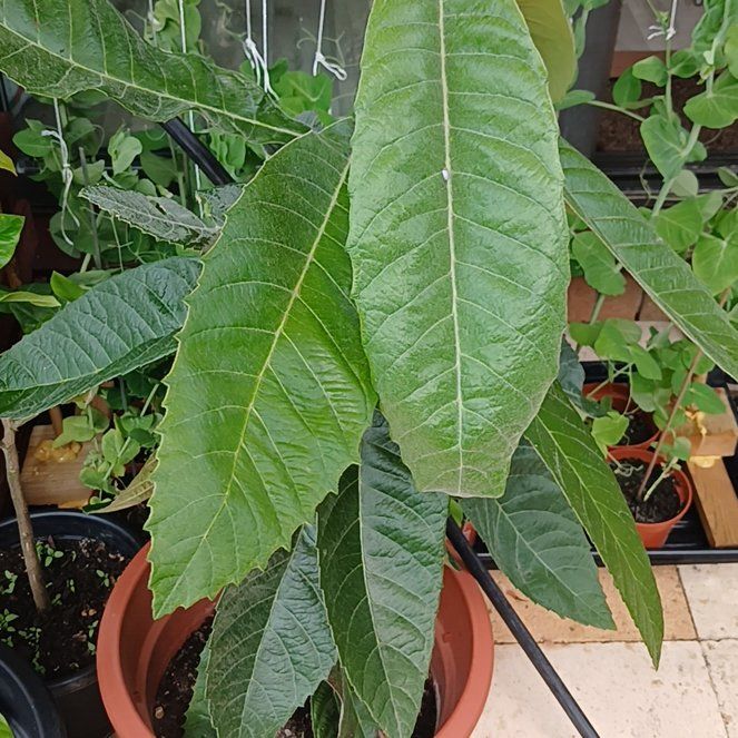 Photo of the plant species Japanese Medlar by @KnightlyOrchid named Tree Diddy on Greg, the plant care app