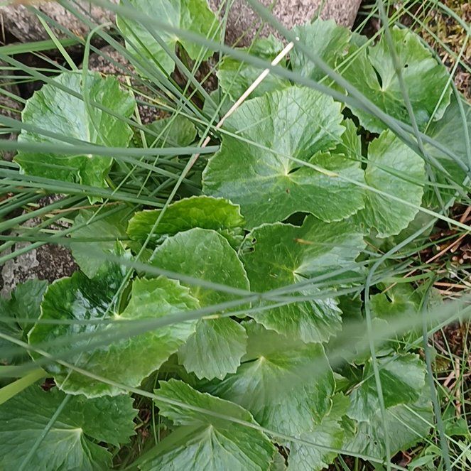 Photo of the plant species Marsh Marigold by @KnightlyOrchid named Delilah on Greg, the plant care app