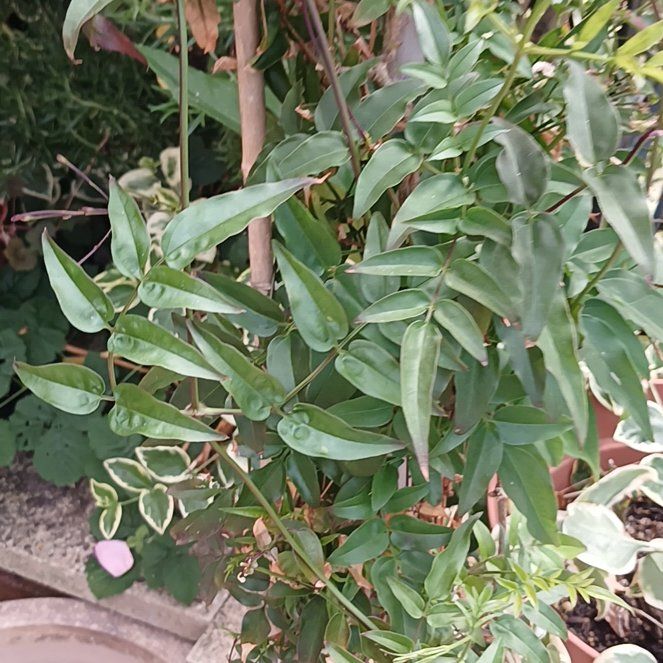 Photo of the plant species Pink Jasmine by @KnightlyOrchid named Elle on Greg, the plant care app