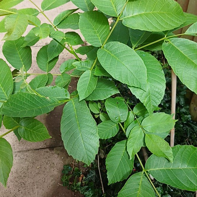 Photo of the plant species Persian Walnut by @KnightlyOrchid named Xena on Greg, the plant care app