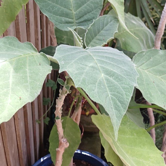 Photo of the plant species Angel's Trumpet by @KnightlyOrchid named Baesil on Greg, the plant care app