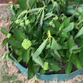 Photo of the plant species Willow Weed by @VipCidergum88 named Tree Diddy on Greg, the plant care app