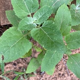 Photo of the plant species Wild Sunflower by @VipCidergum88 named Sanders on Greg, the plant care app