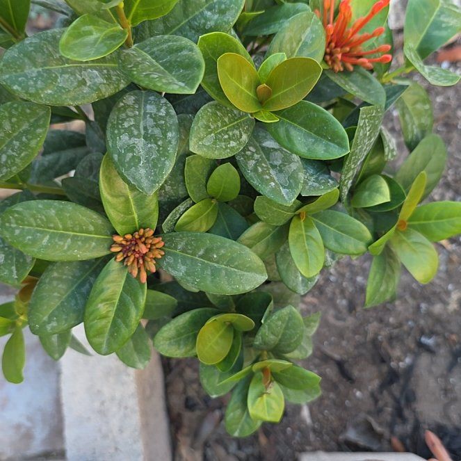 Photo of the plant species Flame of the Woods by @PerkyTanekaha58 named Harmony on Greg, the plant care app
